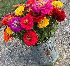 1 Oz Giant California Zinnia Mix Seeds Flowering Annual Summer Cut Flowers From  - £17.17 GBP