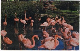 Florida Postcard Rose Colored Flamingoes Sarasota Jungle Garden - £1.63 GBP