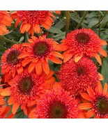 50 Moab Sunset Coneflower Seeds Echinacea Perennial Flowers Seed Flower ... - €8,62 EUR