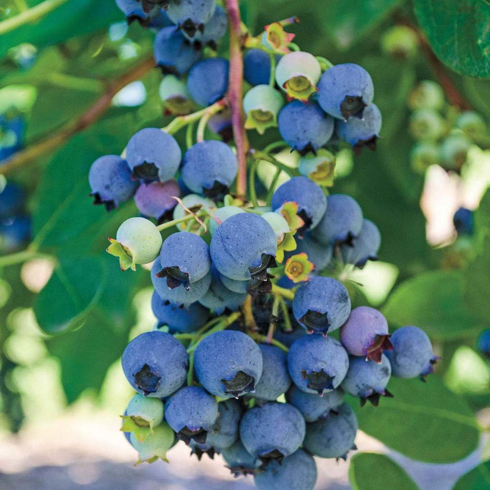 Jersey Highbush Blueberry Plant - Vaccinium - 2.5" Pot - Hardy - $30.99