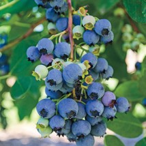 Jersey Highbush Blueberry Plant - Vaccinium - 2.5&quot; Pot - Hardy - £24.77 GBP