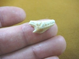 (s343-50) Extremely Rare 3/4&quot; Fossil Tiger Shark Galeocerdo Tooth from M... - $11.29