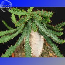 Euphorbia squarrosa Seeds, Professional Pack, 1 Seed, a spiny succulent Euphorbi - £10.05 GBP