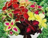 Coleus Rainbow Mix Flower Seeds Non Gmo Fresh Harvest Fast Shipping - £7.20 GBP