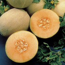 Fresh Cantaloupe Ambrosia Cantaloupe 12 Seeds - £7.17 GBP