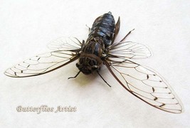 Real Empress Cicada Pomponia Imperatoria Framed Entomology Collectible S... - $58.99