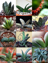 EXOTIC GASTERIA MIX rare flowering living stones cactus succulents seed 10 seeds - £7.16 GBP