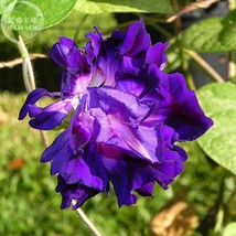 New Fresh Purple Hige &amp; Solid Morning Glory 50 Seeds Open With 5 Split Petals Or - $3.72