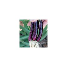 ITALIAN PURPLE Lilia Spring Onion Seed - (Pack of 1200)  - $8.00