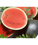 25 Seeds Sugar Baby Bush Watermelon  AVG WT 7-10 lbs USA - $6.00