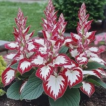 Hosta Beautiful Plant Colorful Hosta Red &amp; White Flower Indoor Seeds  - €5,00 EUR