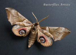 Oriental Eyed Smerinthus Planus Real Hawkmoth Moth Framed Entomology Sha... - $62.99