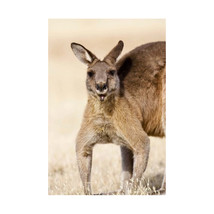 Eastern Grey Kangaroo Portrait Poster Print by Martin Zwick - 12 x 18 in. - $40.30