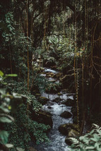 Digital Image Picture Photo Pic Wallpaper Background Rain Forest Water S... - £0.76 GBP