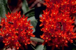 30+ Deep Red Butterfly Weed Flower Seeds  / Asclepias / Perennial / Great Gift - £13.01 GBP