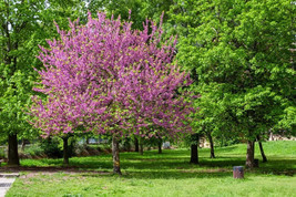 25 Seeds Judas Tree European Redbud Love Tree Cercis Siliquastrum Pink Purple Fr - $24.97