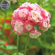 BELLFARM Geranium &#39;Apple Blossom Rosebud&#39; Seeds, Professional Pack, 10 Seeds, pe - £3.57 GBP