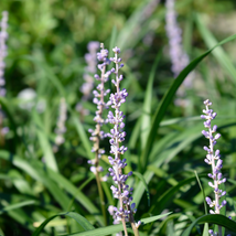 Blue Lily Turf Monkey Grass Flower 25 PCS Seeds - $10.63