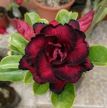 4 pcs Red Black Desert Rose Seed Adenium Flowers Perennial Seed Bloom - £10.77 GBP
