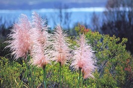 USA Pink Pampas Grass Cortaderia Selloana Rosea Ornamental Flower 200 Seeds - £8.61 GBP