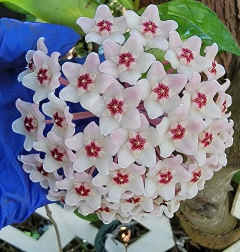 Hoya Carnosa Krimson Queen Live Plant Variegated Hoya Carnosa 5 Inch Tal... - $13.98