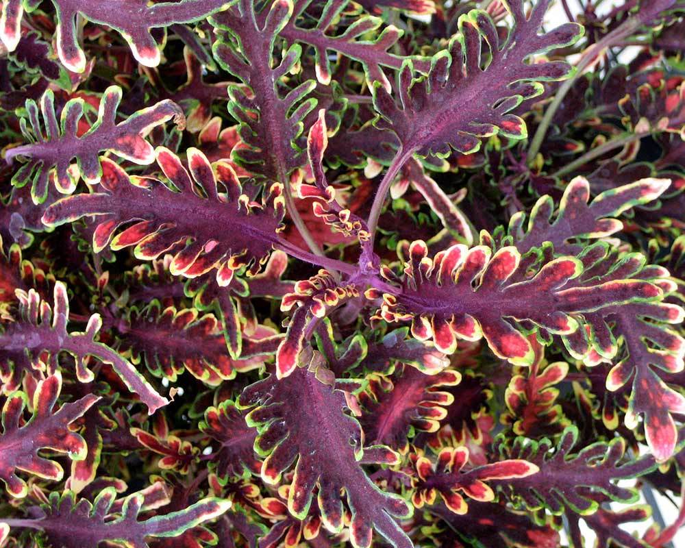 Primary image for Coleus Flower Purple Green Bi-color Spider Shaped, 100 Seeds D