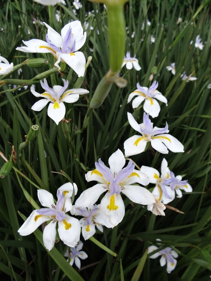 Starter Live Plant African Iris, Fornight Lily, Morea Iris Exotic White flower