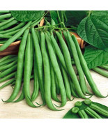 Top Crop Bush Green Bean Seeds, NON-GMO, Heirloom, Stringless, FREE SHIP... - $2.68 CAD+