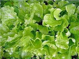 Lettuce Seed, Leaf Lettuce, Simpson Bs, Heirloom, Non GMO, 200 Seeds, - £7.20 GBP