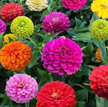 SEPT Giant Zinnia Seeds Mixed Color 20Ct Organic - $5.88