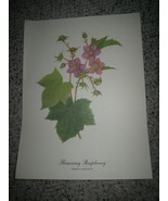 Vintage Flowering Raspberry (Rubus Adoratus) Art Print for Framing 9 X 12 - £11.86 GBP