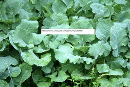 Premier Kale Seeds - Vegetable Seeds - BOGO - $0.99