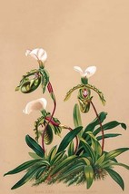 Cypripedium Spicerianum; East Indian Lady Slipper by H.G. Moon - Art Print - £17.32 GBP+