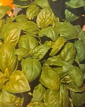 Grow In US Sweet Basil Herb Seeds - £6.81 GBP