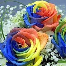 100 PCS Seeds Heirloom &#39;Hot Wheels&#39; 5-color Rose Seedling Flower - $240.15 MXN