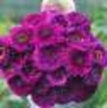 200 Seeds Zinnia PURPLE PRINCE Heirloom 5&quot; Blooms Butterflies Pollinators - £9.50 GBP
