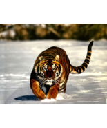 Tiger running in the snow stunning 16x20 inch art print - £23.90 GBP