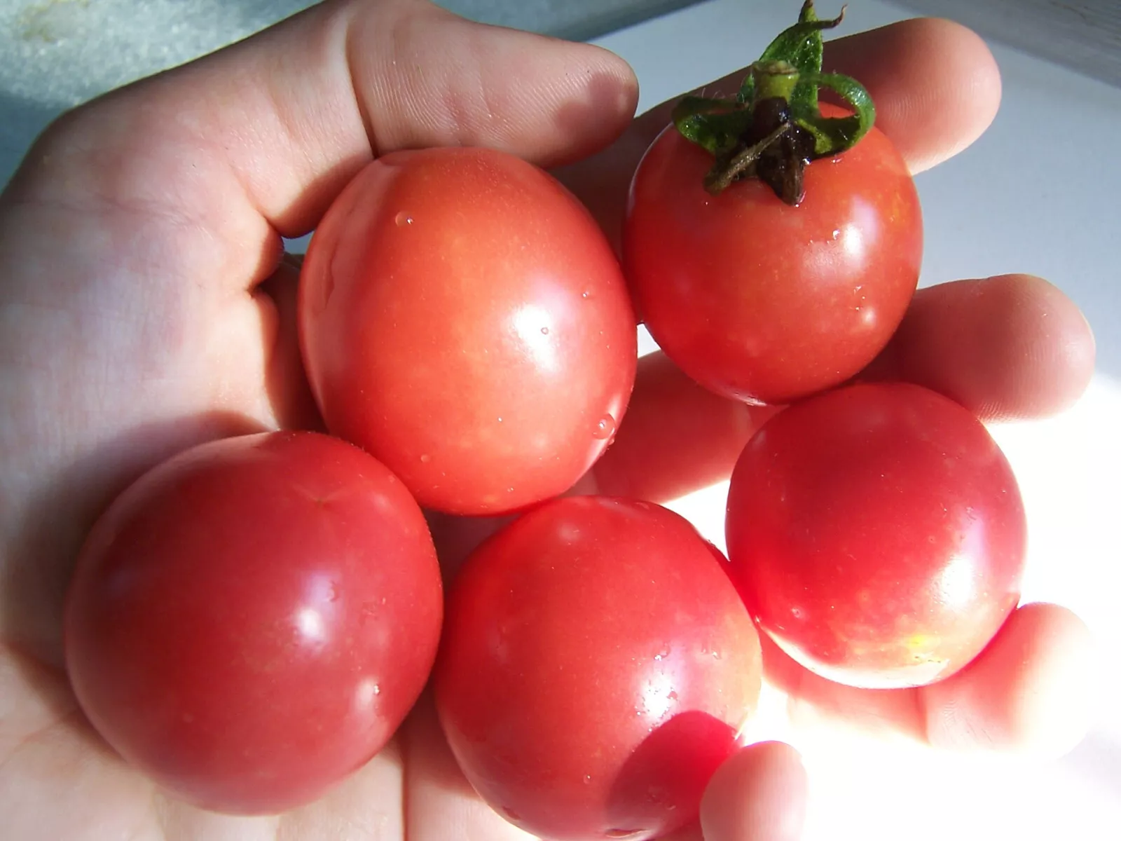 50 Seeds Pearly Pink Tomato Vegetable Canning Fresh Seeds USA Seller - $12.25