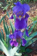 Item image 15