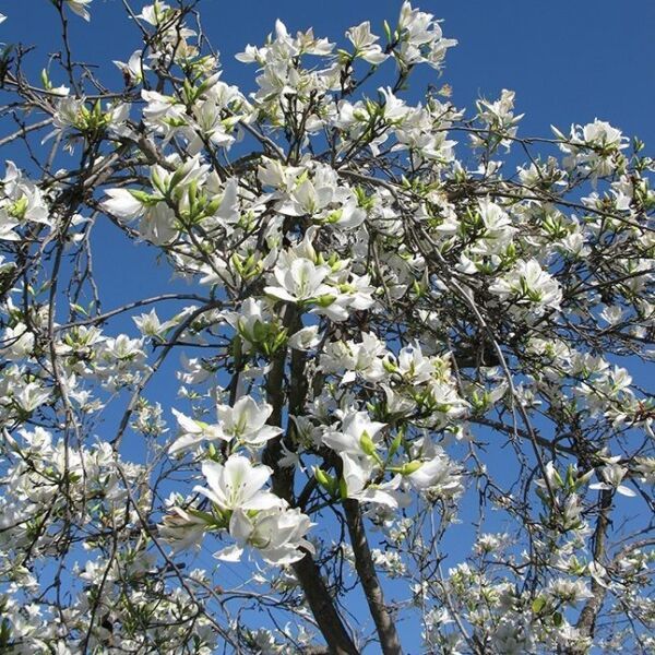 10 White Orchid Tree Bauhinia Alba Camel'S Foot Butterfly Flower Tree Seeds Fres - $19.98