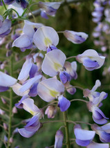 5 Japanese Wisteria Floribunda Flower Purple Ornamental Vine Climber Seeds Fresh - £11.97 GBP