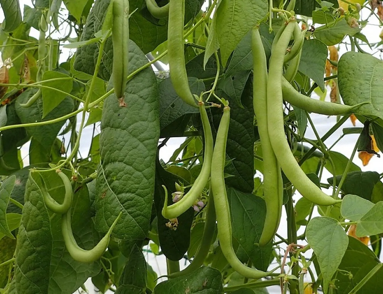 20 Fresh Seeds Strike Bush Green Bean - $10.29