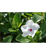PowerOn 40+ Fragrant Cooler Peppermint Vinca Flower Seeds / Periwinkle /... - £5.85 GBP