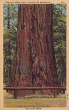 General Grant Tree Big Trees Santa Cruz California CA Postcard D48 - £2.30 GBP