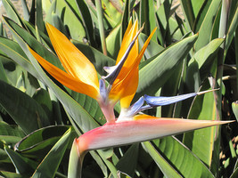 live plant Bird of Paradise Strelitzia Reginae Orange Flower 2&quot; pot FREE SHIP - £31.96 GBP