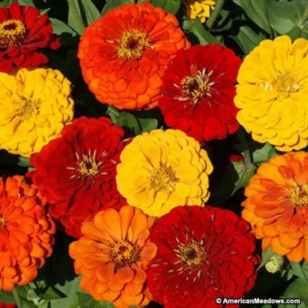 Zinnia- Elegans-Lava Lamp Mix- 100 Seeds Fresh Garden - £6.05 GBP