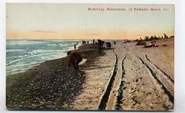 Gathering Moonstones at Redondo Beach CA Postcard - £7.79 GBP