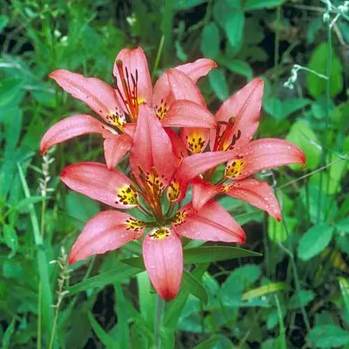 US Seller Lilium Philadelphicum Philadelphia, Prairie Or Wood Lily 10 Seeds - £29.78 GBP