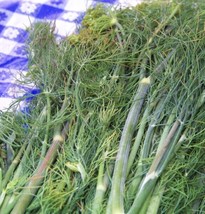 Berynita Store Dill Dukat Snip Dill Weed Fresh Herb 315 Seeds  - £5.60 GBP