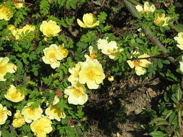 10 Seeds Yellow MANCHU ROSE Bush Rosa Xanthina Hummingbird Flower - £13.84 GBP